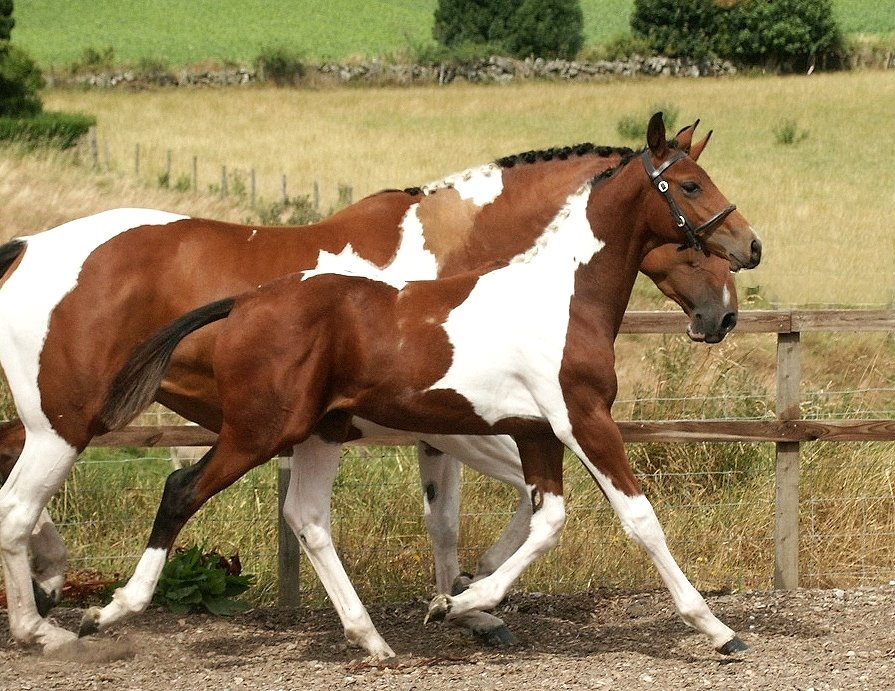 tobiano colt foal